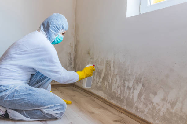 Licensed Mold Remediation service in Olney, IL - 24 Hour Mold Removal
