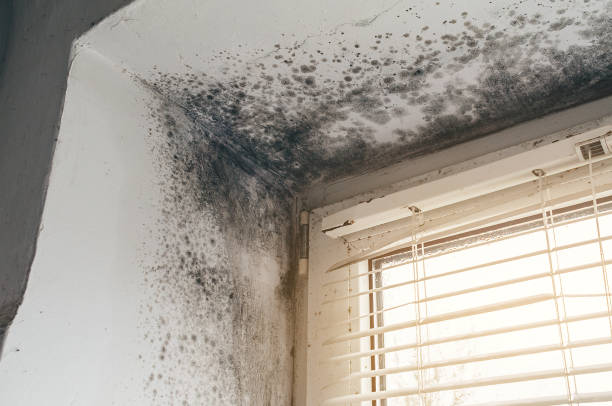 Affordable Mold Remediation solutions in Olney, IL